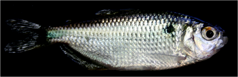 Illustration for article titled These fish are evidence that humans aren't the only evil animals